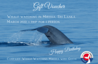 Gift voucher whale watching Mirissa